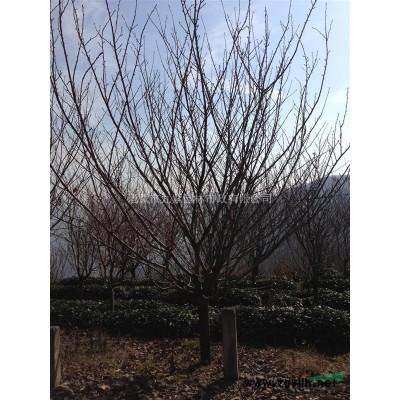 浙江地区供应桂花