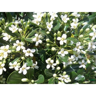 南京供应5-25公分桂花