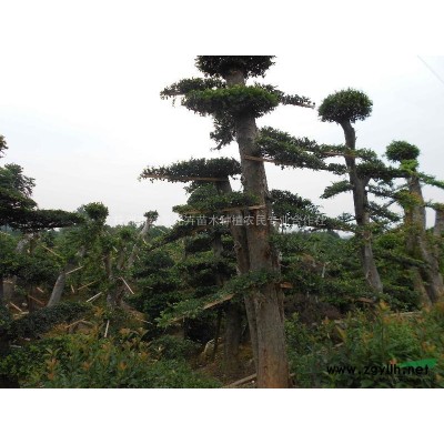 桂花 株洲桂花 精品桂花 桂花价格