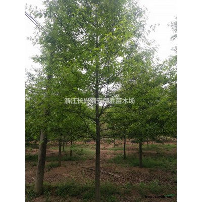 浙江长兴马褂木批发/供应