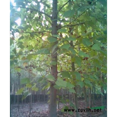 供应银芽柳、悬铃木、马褂木、水杉、池杉、柳杉云杉