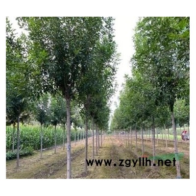 10公分美国红枫