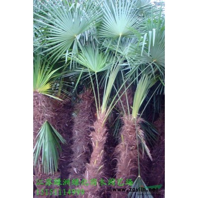 桂花..桂花小苗.桂花小苗.金桂.八月桂.丹桂.四季桂.银桂