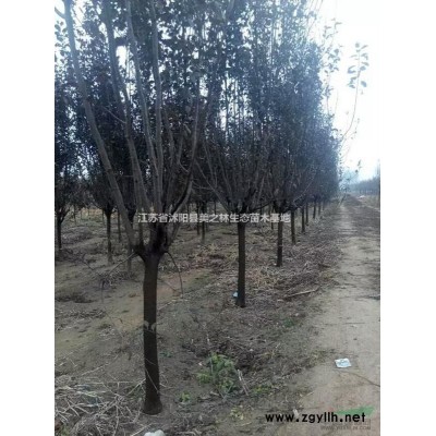 大量供应大小规格红枫，美国红枫日本红枫量大优惠