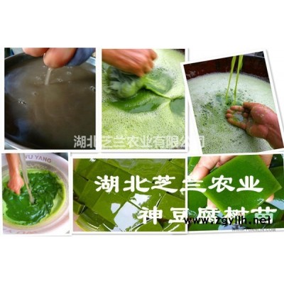 湖北恩施利川一年生马褂木树苗批发马褂木小苗价格鹅掌楸树苗价格