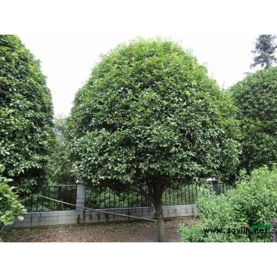 长沙绿洲苗木园-全冠桂花