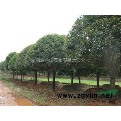 湖南地区供应精品桂花球，精品造型桂花树、