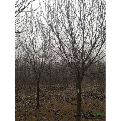 优质特价河南南阳美国红枫产地直销