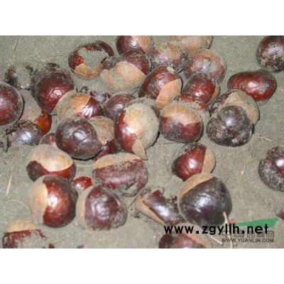 供应马褂木苗木、九江马褂木苗木价格