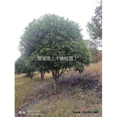 红枫 日本红枫 广西红枫