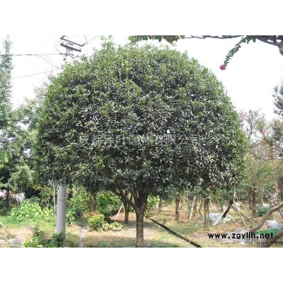 桂花批发 量大从优