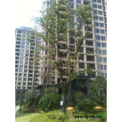 绿化苗木/湖南桂花/湖南香樟/罗汉松