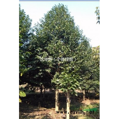 供应7-20嫁接日本红枫，高接日本红枫。