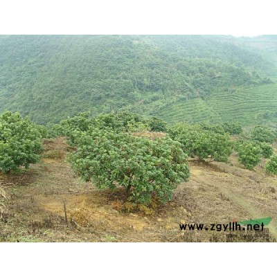 浙江红枫1批发/浙江红枫1供应/浙江红枫1