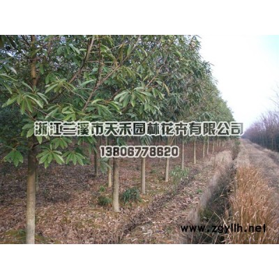 供2米独杆大桂花直径15一30公分