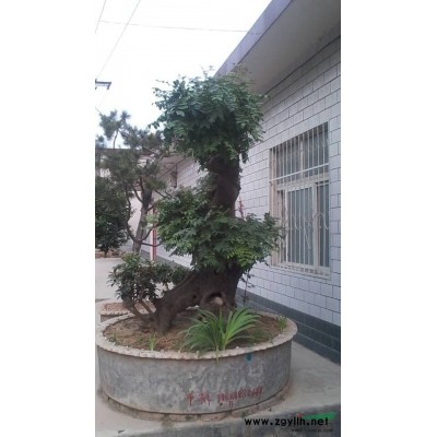 河南杜英行情报价\河南杜英图片展示