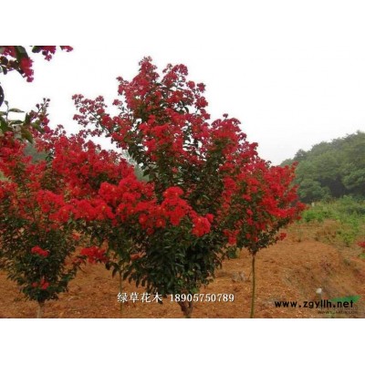 天香台阁桂花扦插苗