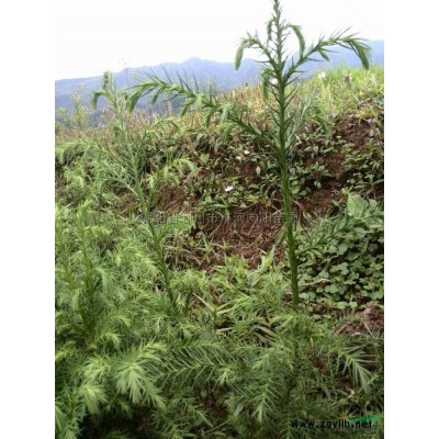 桂花2图片\桂花2报价