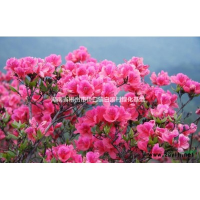 桂花、四季桂、八月桂、银桂苗木