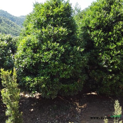 福建大量供应桂花袋装