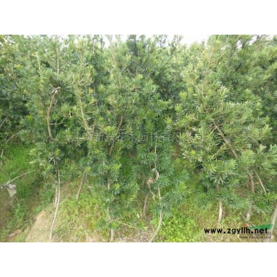 江西多杆桂花*新报价/多杆桂花图片