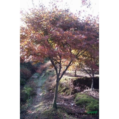 浙江嵊州小叶黄桂花，浙江嵊州小叶黄桂花小苗供应