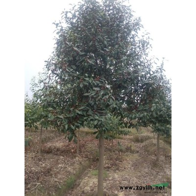 浙江嵊州市供应彩叶桂花袋插苗