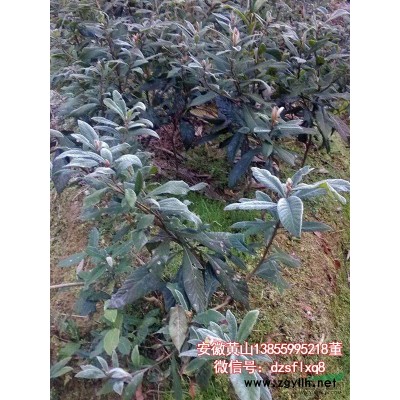 精品单杆桂花（苗）D1-3cm安徽黄山苗圃货源