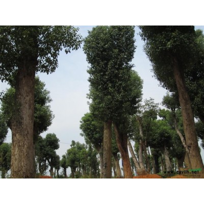 香樟、桂花、石楠、榔榆等苗木及苗圃处理