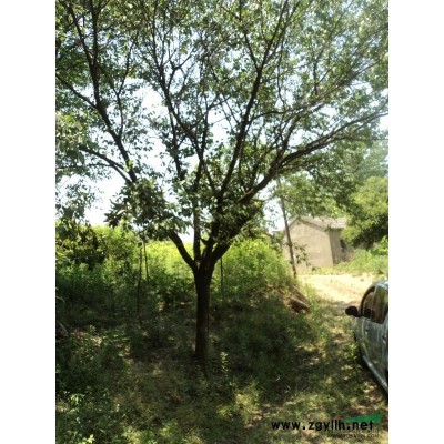 榔榆2*新价格/榔榆2报价。乌患籽、五角枫、七叶树、桂花