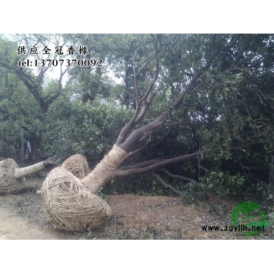 供应直径10公分(10厘米)精品桂花树