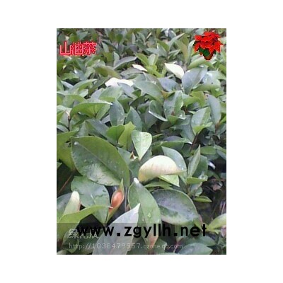 山杜英小苗价格