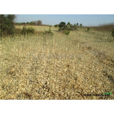 小桂花供应/小桂花图片