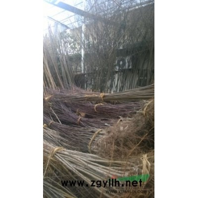 供应常州冠幅1.5米以上丛生桂花500棵,上车100元