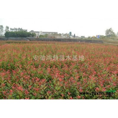 桂花扦插两年苗100万棵8毛