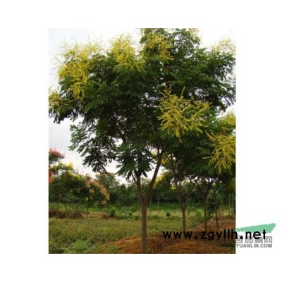 低价出售八月桂花树_冠幅3米-4.5米优质八月桂花树