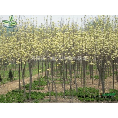 金桂,八月桂，潢川金桂种植基地,桂花规格*,桂花价格优惠