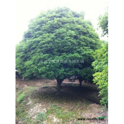 桂花，20公分桂花价格，桂花供应，桂花价格，桂花图片