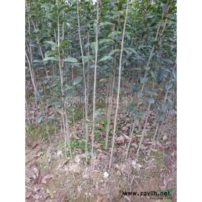 广西桂花树*新价格