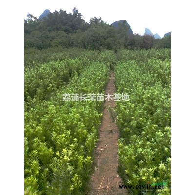 大量供应各个规格罗汉松桂花红继木黄素梅等绿化苗木