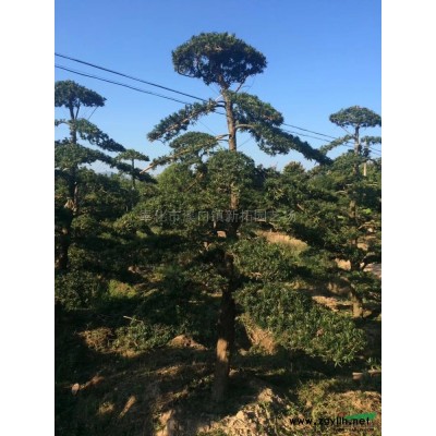 浙江红枫/浙江奉化红枫价格/报价