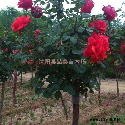 红枫8公分多少钱--红枫树苗基地低价出售