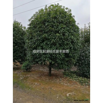 咸宁美国红枫工地上货中 红点红枫报价