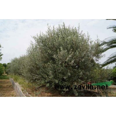 桂花供应/桂花图片