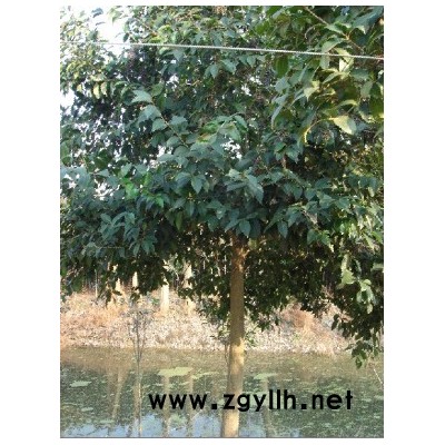 八月桂花、潢川金桂、丹桂、四季桂花银桂月月桂