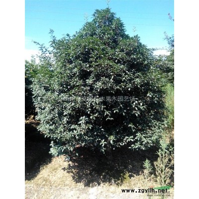 桂花 浙江桂花 嵊州桂花价格