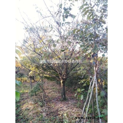 合作社农户自产中国红枫12-22