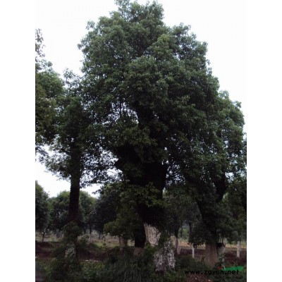 江苏江苏桂花苗信息