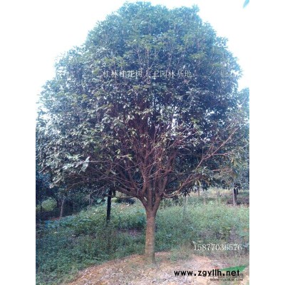 17公分伞形精品桂花树*新报价