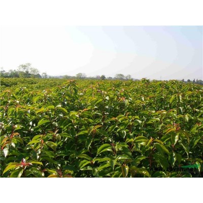 桂花小苗2报价/湖南桂花小苗2报价